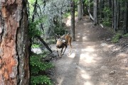 elk on the trail...